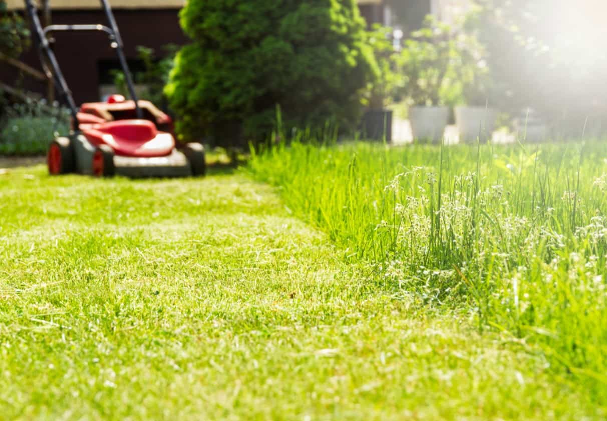 how to mow your lawn this summer