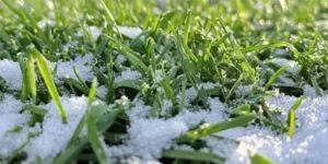 Keep your grass healthy during the winter - Ruff and Ready Landscape Construction